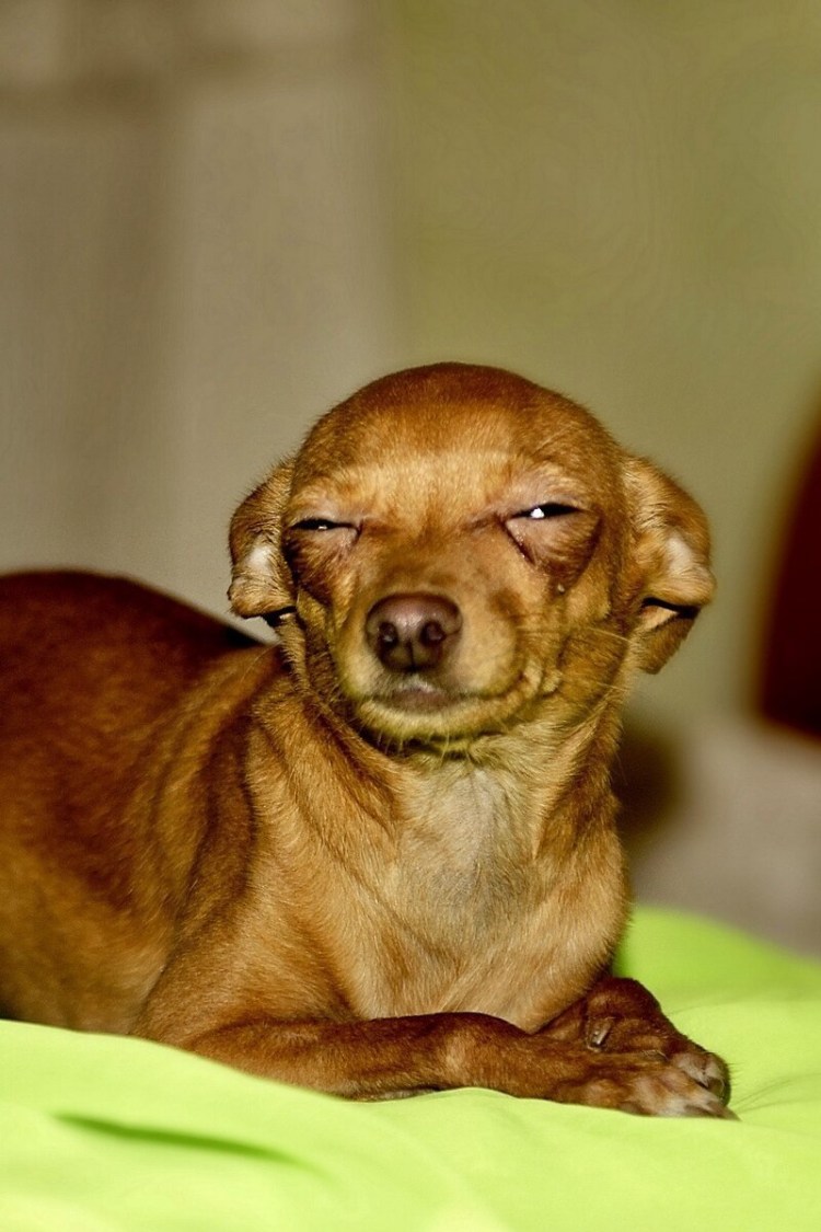 Собака с прищуром