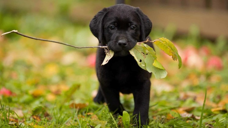 Маленький лабрадор черный