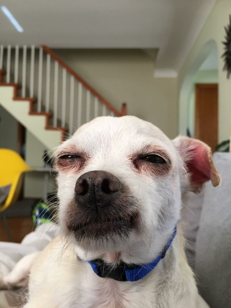 Подозревающая собака