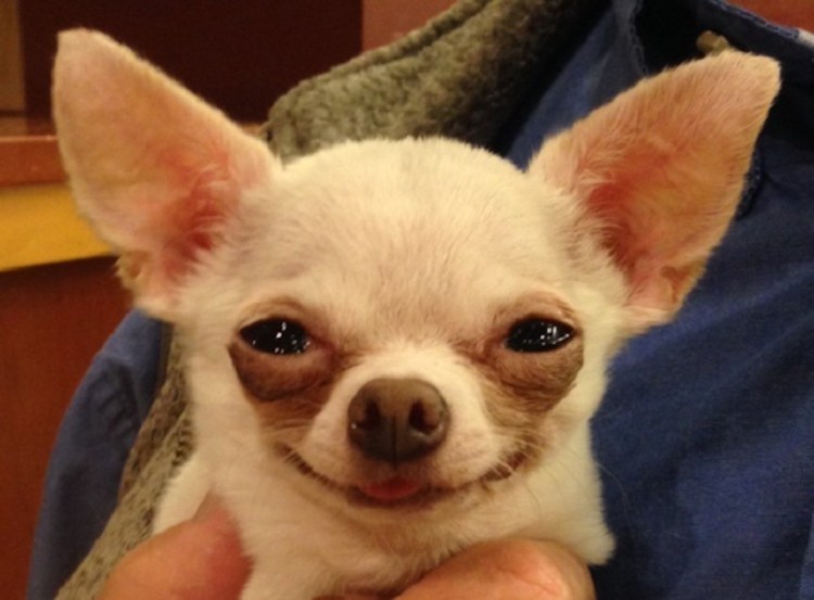 Чихуахуа мини злая