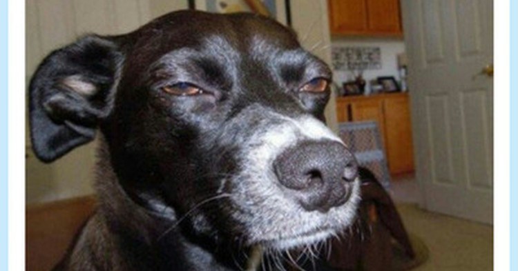 Мопсяка-подозревака следит за тобой