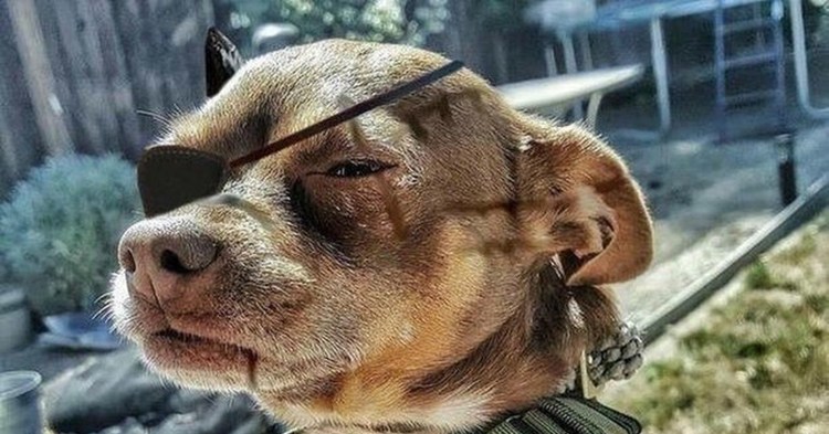 Подозрительный пес