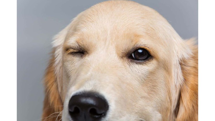 Собака щурит глаз