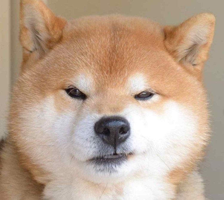 Акита ину щенок