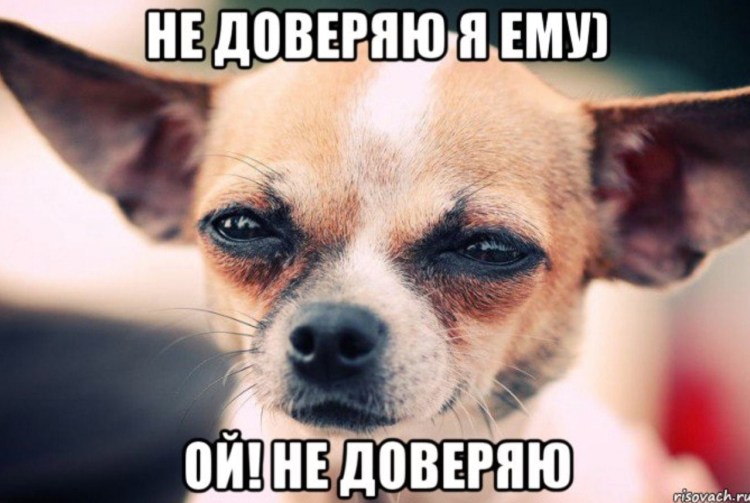 Собака щурит глаз