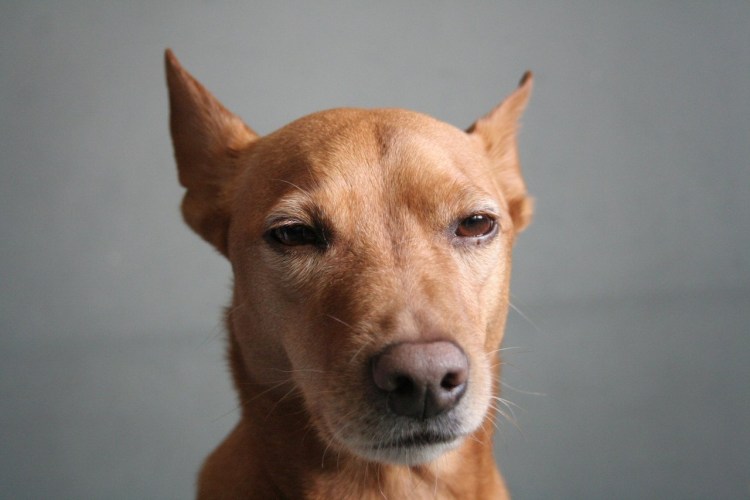 Собака подозревака фото