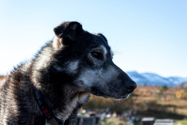 Собака щурит глаз