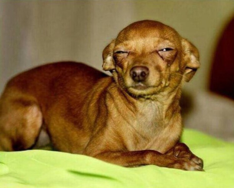 Фото с прищуренной собачкой