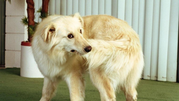 Собака за хвостом