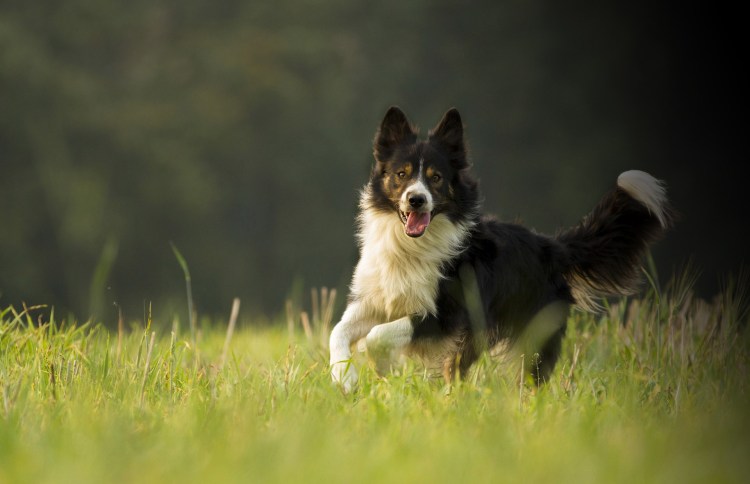 Собака бордер колли