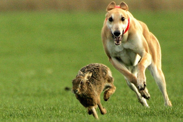 Собака бежит за зайцем