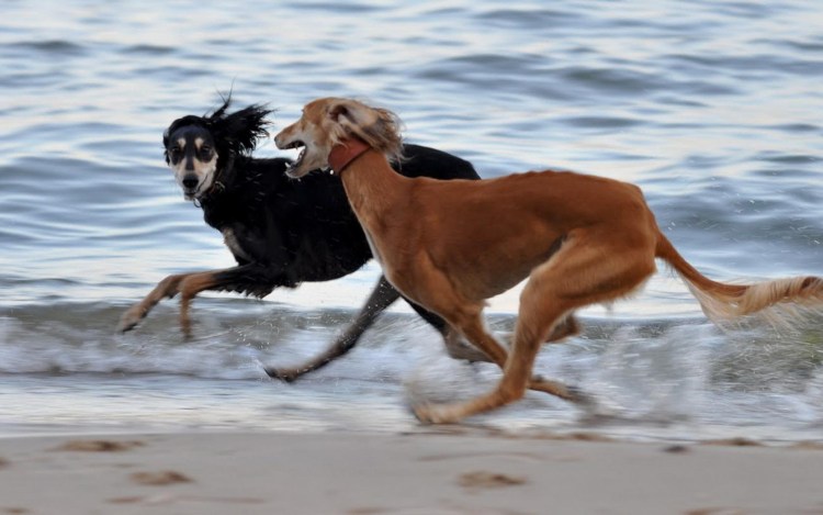 Две собаки бегут