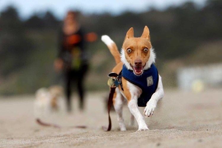 Бегущий пес