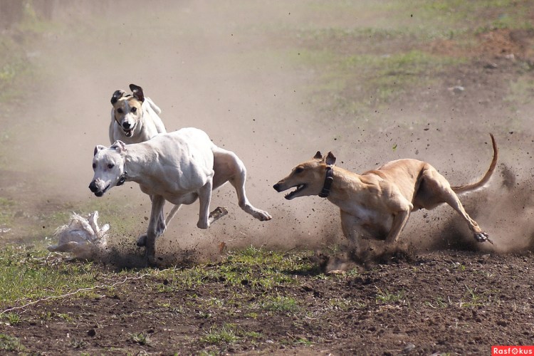 Борзая курсинг Грейхаунд