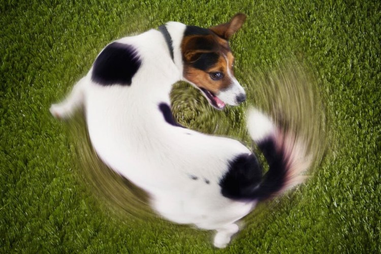 Джек Рассел терьер и шпиц