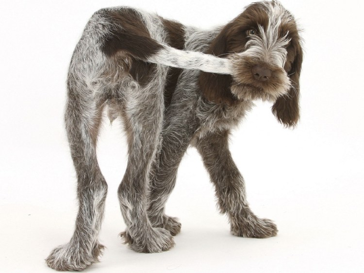 Пес гонятся за хвостом