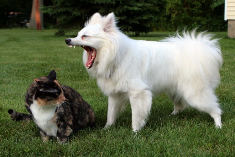 Собаки и кошки кричат