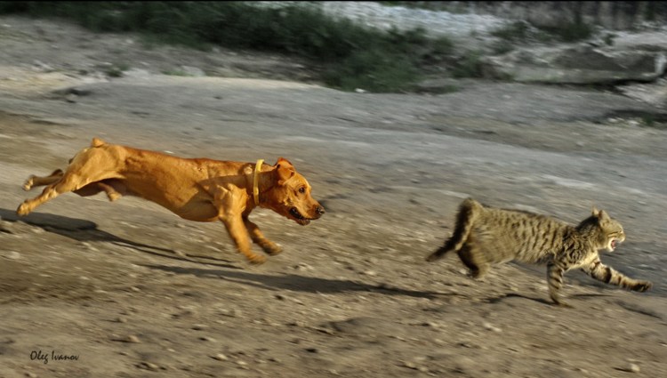 Собака гонится за кошкой