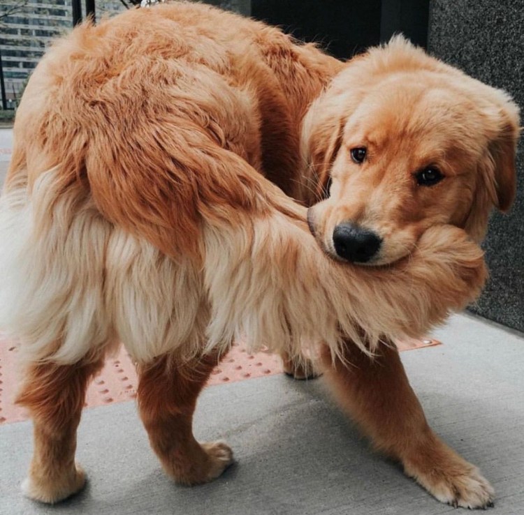 Золотистый ретривер смешной