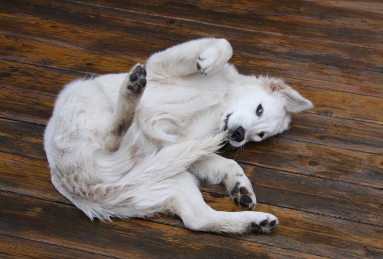 Собака за хвостом