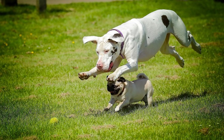 Две собаки бегут
