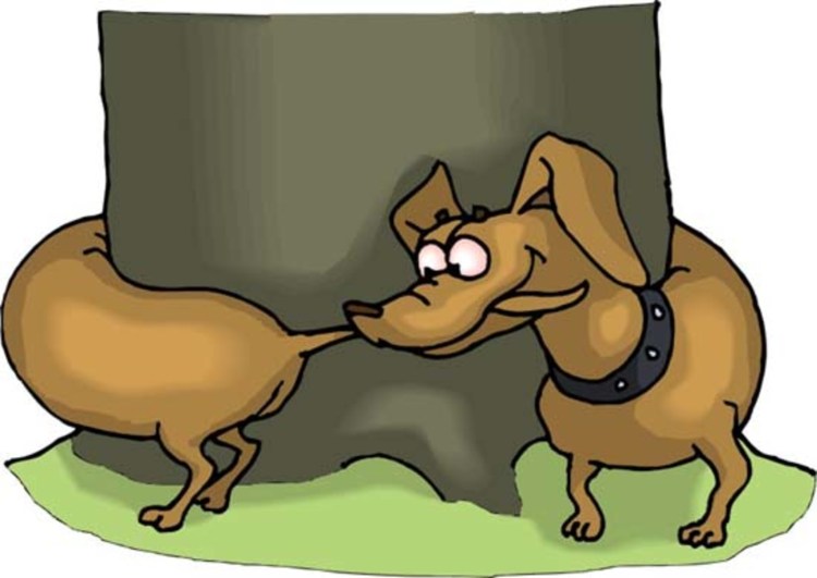 Собака гоняется за своим хвостом