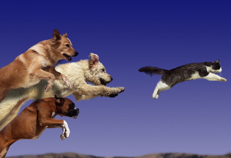 Собака бежит за котом