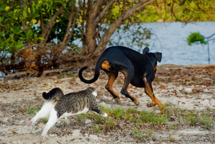 Собака бежит за кошкой