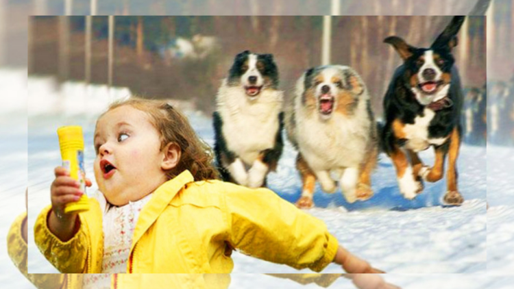 Убегает от собаки