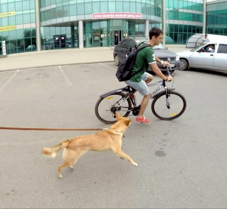 Велосипедист с собакой