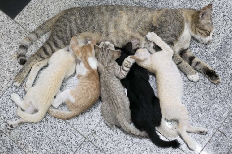 Забота о своем питомце домашних животных