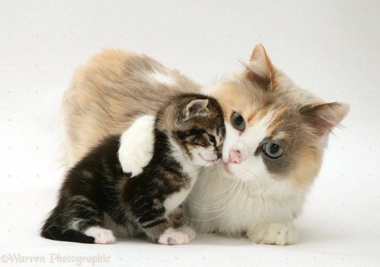 Кошка с котятами