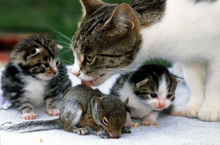 Забота о домашних животных