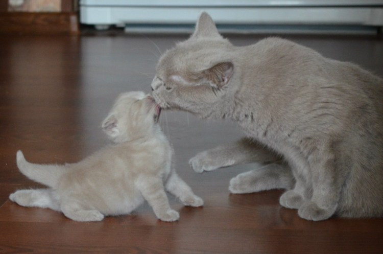 Кошка с потомством