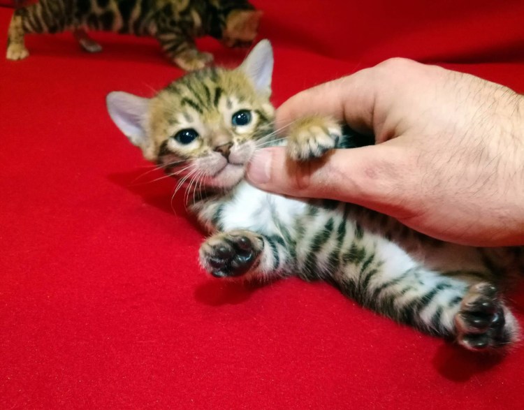 Забота о домашних животных