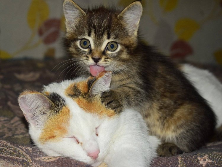 Забота о котенке