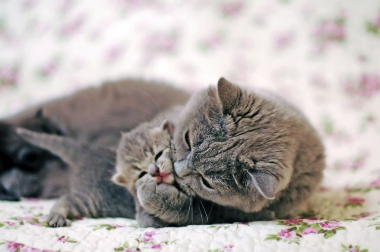 Забота о домашних животных