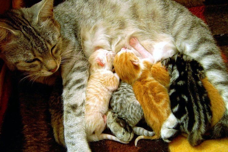 Мама кошка и котенок