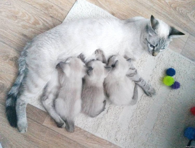 Мама кошка заботится о котятах