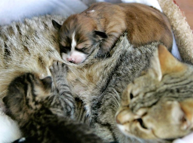 Уставшая кошка с котятами