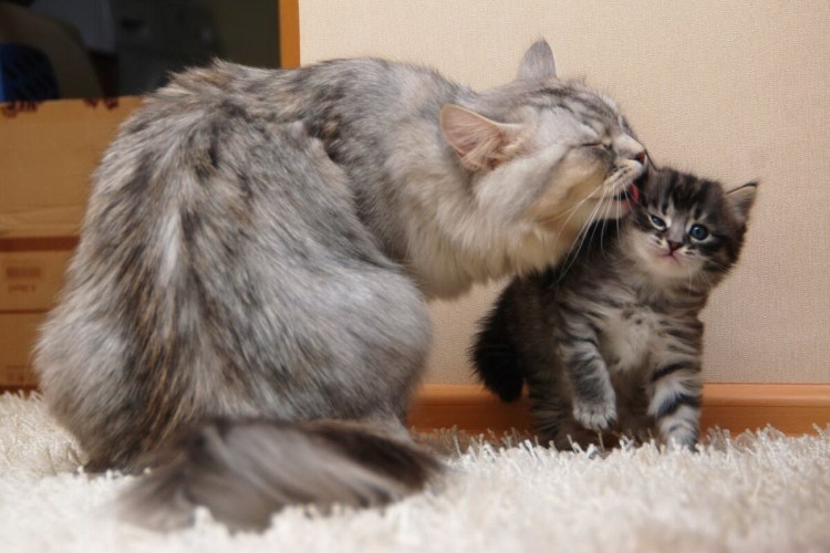 Сибирская кошка котята