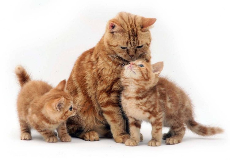 Mother Cat and her little Kitty