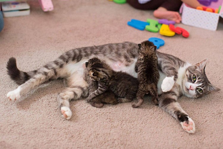 Котик облизывает