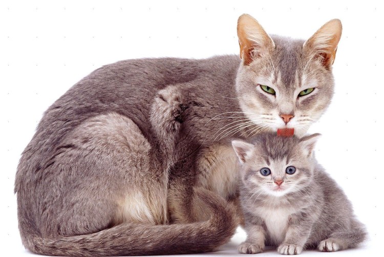 Котик заботится