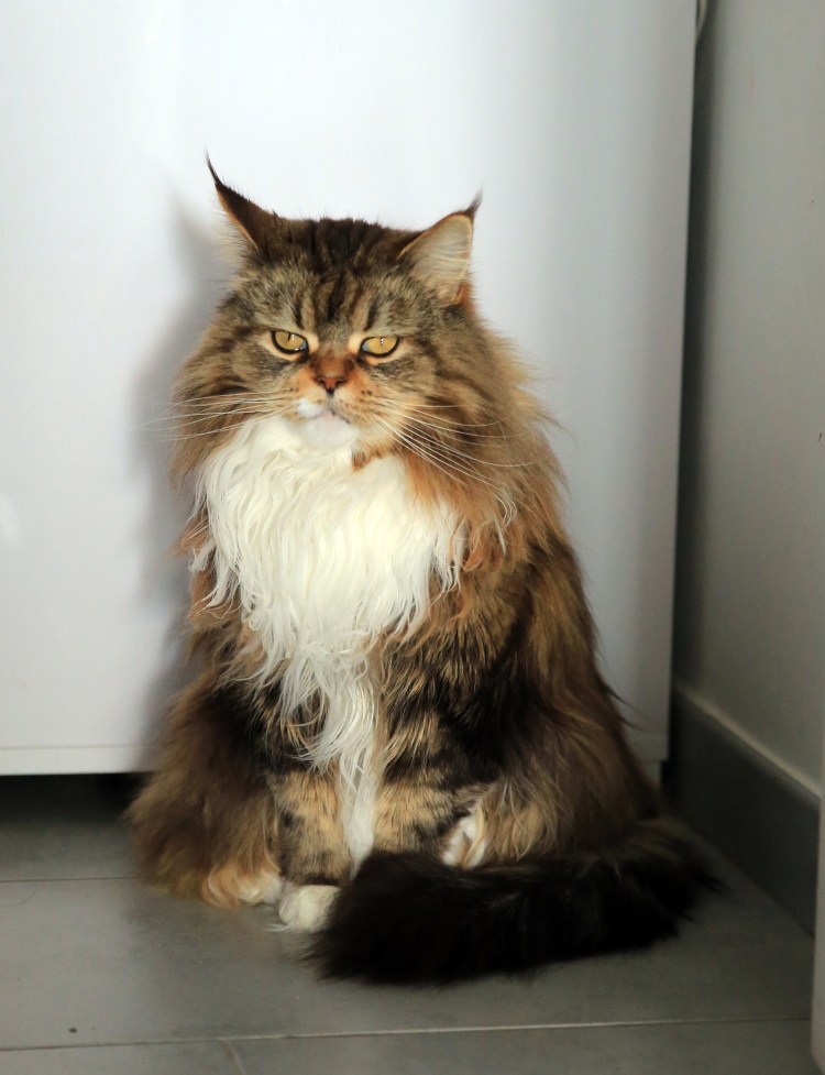 Сибирский длинношерстный кот