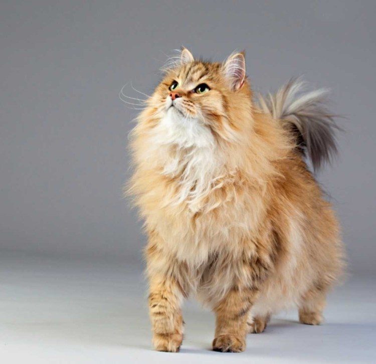 Европейская длинношерстная кошка