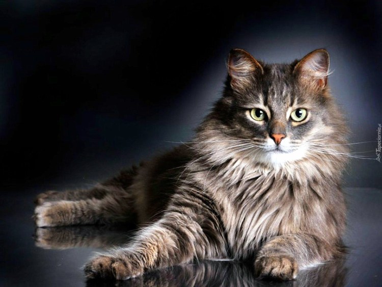 Шантильи Тиффани порода