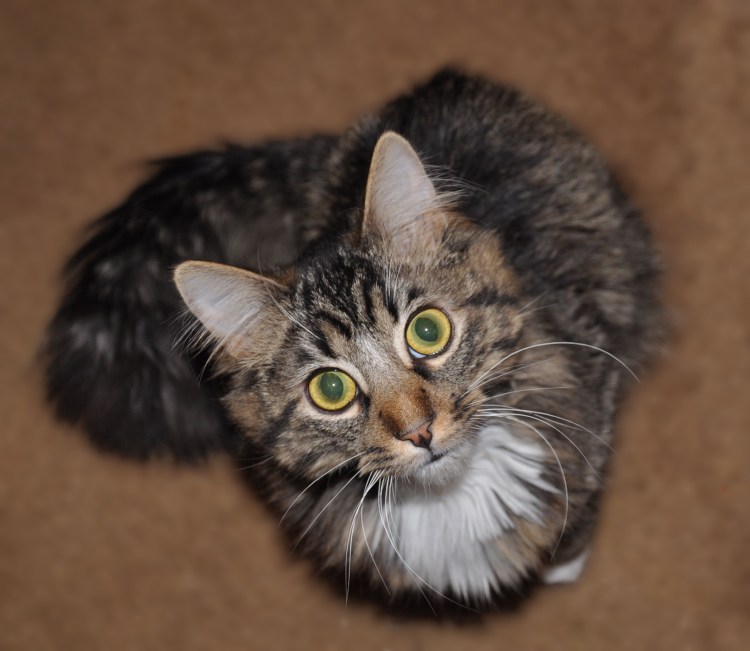 Вислоухий Мейн кун