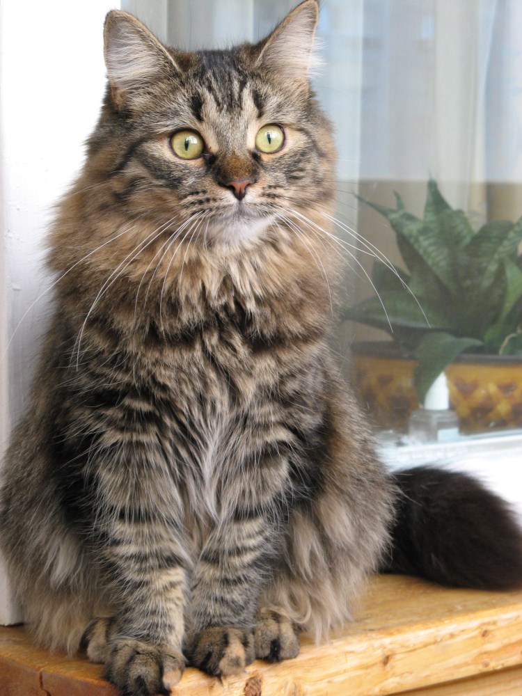 Длинношерстный Мейн кун