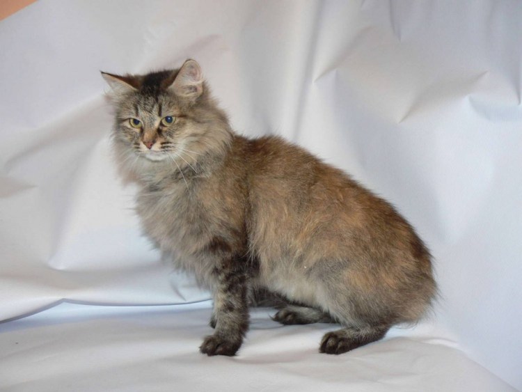 Сибирская кошка рыжая длинношерстная